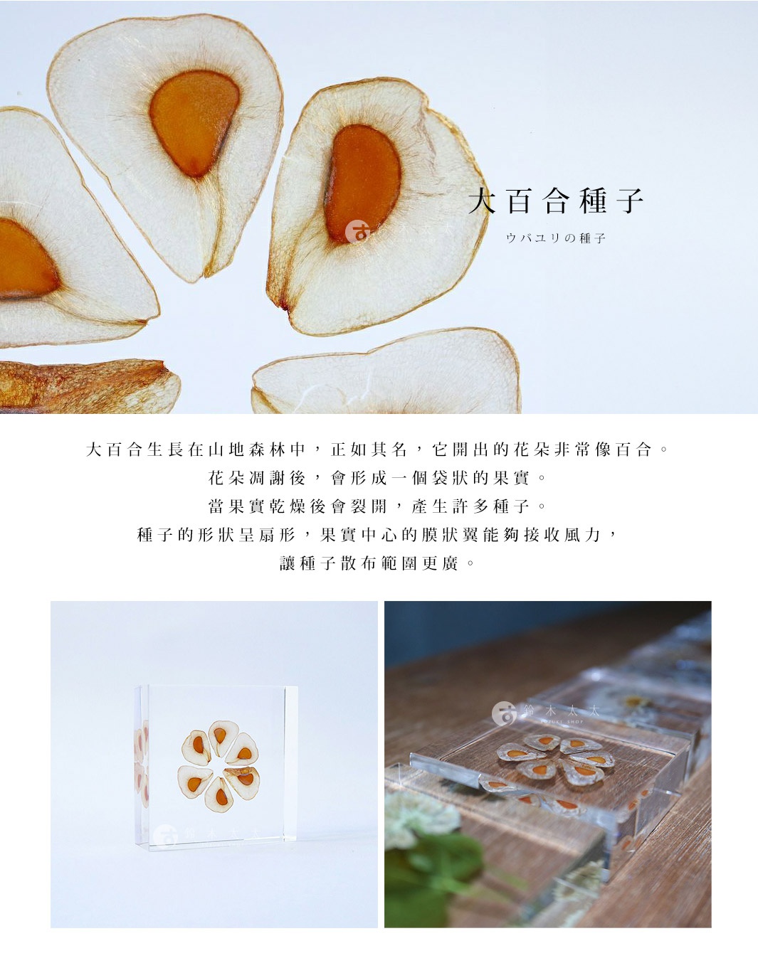 Sola Tile 1.5cm 厚切型片狀標本，展示大百合種子，種子呈扇形，外觀半透明，內有橙色胚芽，部分種子被封存在透明壓克力方塊中。