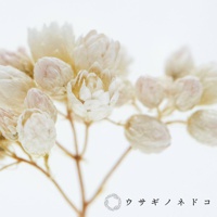 米香花 主圖2.jpg