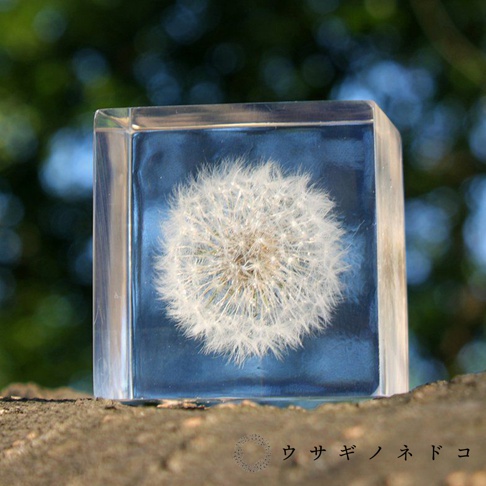 透明立方體內封存著一株完整的蒲公英標本，展現其蓬鬆的白色絨毛。立方體底部有藍色漸層，整體置於布滿紋理的灰色基座上，背景為模糊的綠色樹葉。