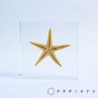透明方形壓克力中，封存著一隻五角型的海星，海星呈淡黃色，帶有淺褐色條紋，質感清晰可見。