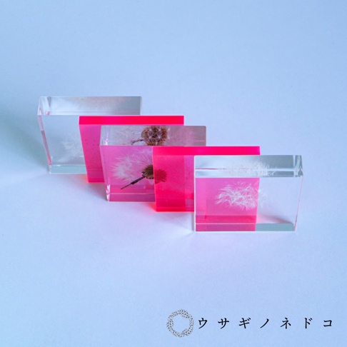 四個透明立方體展示塊，分別封存著蒲公英種子和一團蒲公英，部分展示塊底部有螢光桃紅色。