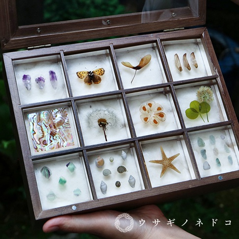 展示盒內有十二個獨立隔間，每個隔間展示不同的標本，包括紫色水晶簇、蝴蝶、楓樹種子、植物種子、鮑魚殼、蒲公英、花瓣、三葉草、海星、貝殼及綠色礦石。