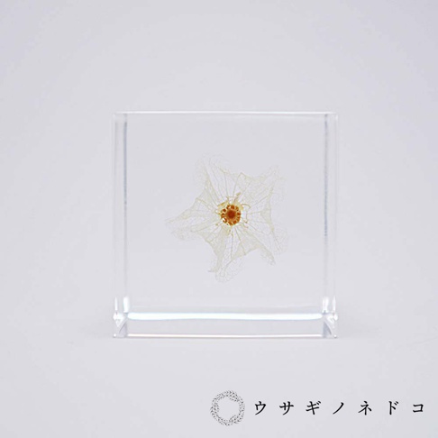 透明立方體中封存著一朵乾燥的白色黑酸漿，其網狀的細緻花瓣和中央的橘褐色花蕊清晰可見，產品置於白色背景上。