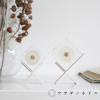 兩個透明立方塊，內含乾燥的白色蒲公英，置於白色木製交叉支架上。產品背景為淺色，左側有一個裝有枯萎乾燥植物的玻璃花瓶。