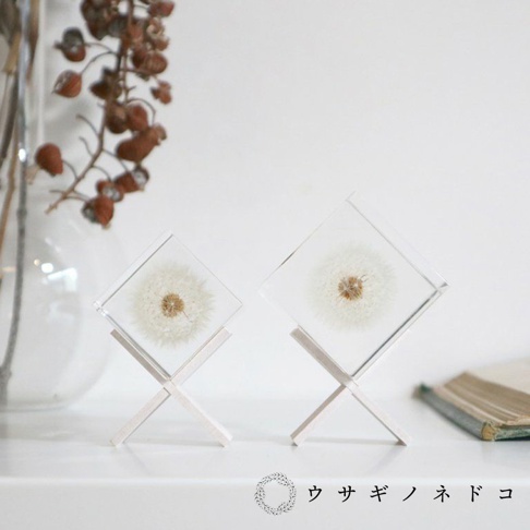 兩個透明立方塊，內含乾燥的白色蒲公英，置於白色木製交叉支架上。產品背景為淺色，左側有一個裝有枯萎乾燥植物的玻璃花瓶。