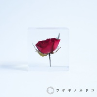 透明立方體封存著一朵鮮紅色的乾燥玫瑰，花瓣完整，莖部及部分葉片清晰可見。