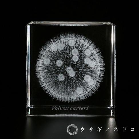 Sola cube Micro雷射雕刻立方塊，內部嵌入白色立體的團藻（Volvox carteri）雷射雕刻，呈現球狀結構，周圍佈滿細小的毛髮狀結構，立方塊為透明水晶材質，背景為黑色。