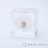 透明立方體封存著一朵完整的白色蒲公英，蓬鬆的絨毛清晰可見，中心帶有棕色種子，置於白色背景上。