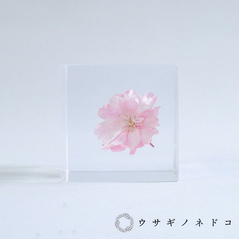 透明立方體內嵌一朵粉紅色八重紅枝垂櫻花，花瓣層疊，中央有細長的雄蕊。