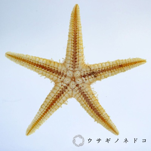 乾燥海星標本，呈現五爪星形，色調為淡黃色帶有褐色紋路，材質為硬殼，紋理清晰。