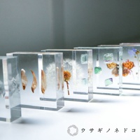 透明壓克力塊內封存著一朵乾燥的蒲公英，花頭呈褐色，絨毛呈白色。