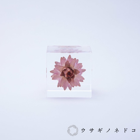 透明壓克力立方體內封存著一朵乾燥的蠟菊，花朵呈現粉紅色調，花瓣層層疊疊，中心為深紅色。