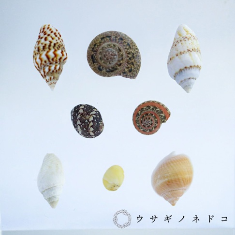 展示七個不同大小、形狀和顏色的貝殼，包括螺旋狀、圓錐狀和橢圓狀。貝殼顏色從白色、米色、棕色到帶有紅色螺旋紋理的都有，材質皆為天然貝殼。