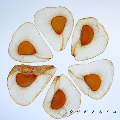 六個半透明的標本片，呈扇形或淚滴狀，中央有橙色種子，周圍是淺白色、帶有細緻紋理的種皮，部分邊緣呈現棕色。