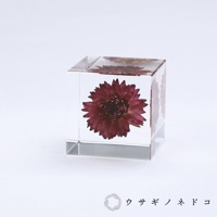 透明立方體內封存著乾燥的深紅色蠟菊，花瓣呈現放射狀展開，立方體側面亦可見相同花朵的輪廓。
