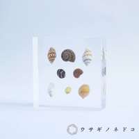 Sola Tile 1.5cm厚切型片狀標本 卷貝