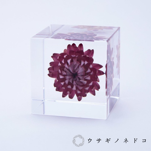 透明立方塊內封存著一朵深紅色的蠟菊，花瓣層疊，花蕊細緻，整體呈現清晰的質感。