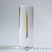 桃面牡丹鸚鵡羽毛標本，羽毛呈現綠色與橘色漸層，部分黑色羽軸清晰可見，整體封存在透明圓柱形壓克力中。