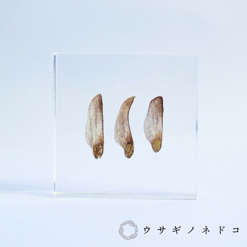 透明壓克力磚內嵌三顆黑松樹種子，種子呈黃褐色，具有細長的翅膀和較粗的種鱗。