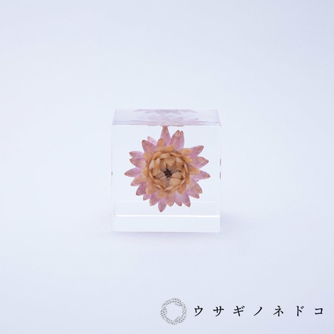 透明立方體中封存著一朵乾燥蠟菊，花瓣呈現粉色和淡橘色，花心為深棕色，整體呈扁平狀。