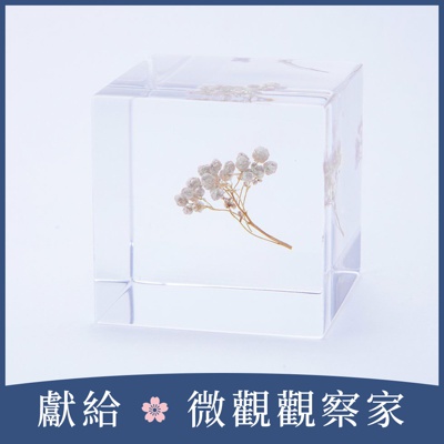 Sola cube 米香花立方塊 (宙言葉：生活充實的每一天)