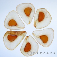 六個半透明的標本片，呈扇形或淚滴狀，中央有橙色種子，周圍是淺白色、帶有細緻紋理的種皮，部分邊緣呈現棕色。