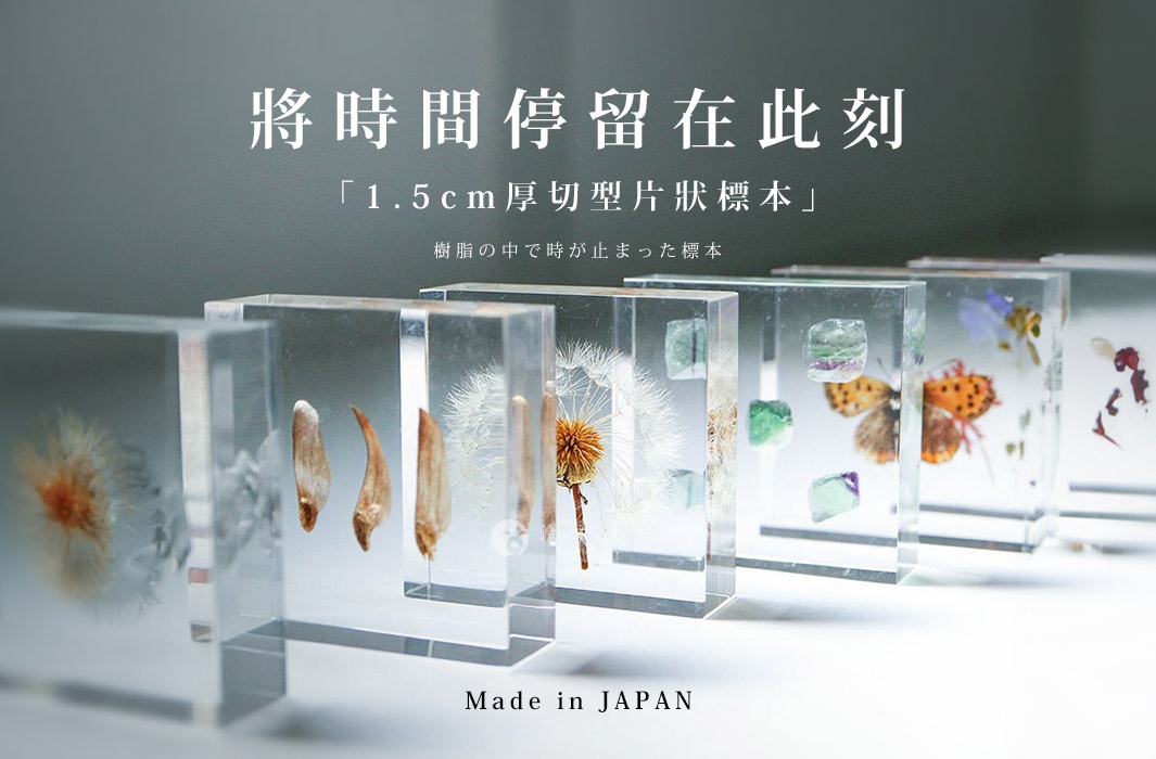 透明樹脂塊中封存著蒲公英種子、松子、蝴蝶和花瓣等標本。