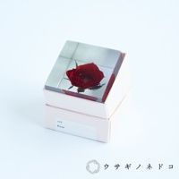 Sola cube 玫瑰立方塊，內含一朵深紅色乾燥玫瑰，置於透明壓克力方塊中，底部為淺粉色方盒。