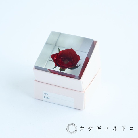 Sola cube 玫瑰立方塊，內含一朵深紅色乾燥玫瑰，置於透明壓克力方塊中，底部為淺粉色方盒。