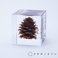 透明立方體內封存著一顆完整的深棕色落葉松毬果，毬果鱗片清晰可見，周圍可見多個其他毬果的輪廓。