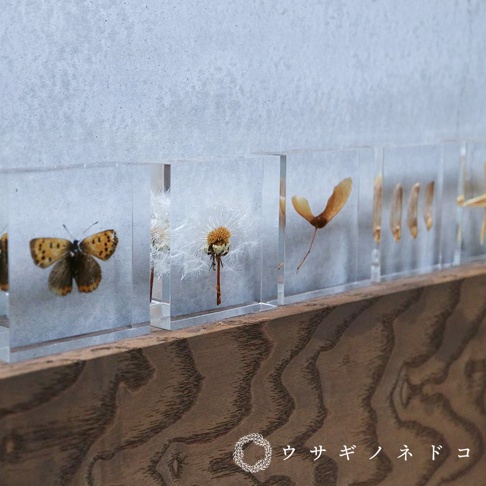 透明壓克力磚內嵌有展翅的橙色與黑色斑紋蝴蝶、蒲公英種子、楓樹翅果及其他植物種子，整體呈現清晰細緻的標本質感。
